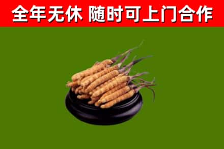 弋江烟酒回收冬虫夏草.jpg